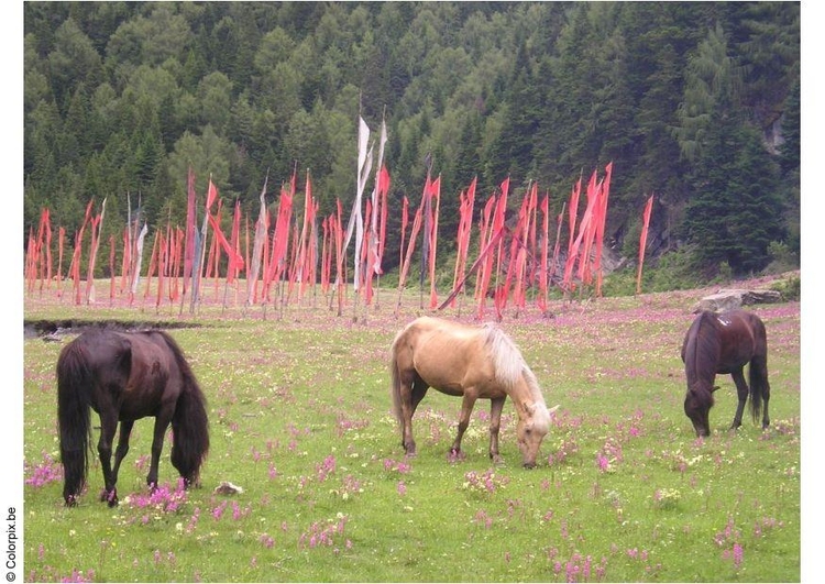Foto cavalli e bandiere di preghiera
