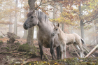 fotografia cavalli selvatici