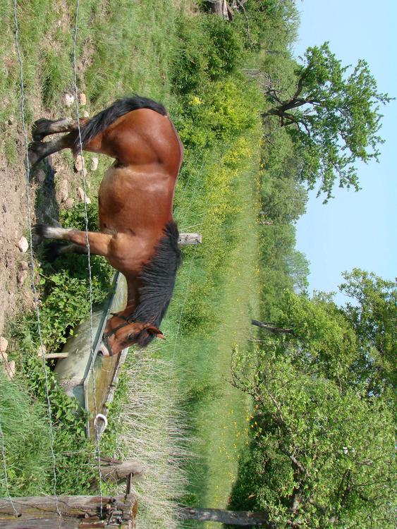 cavallo nel prato