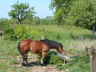 fotografia cavallo nel prato
