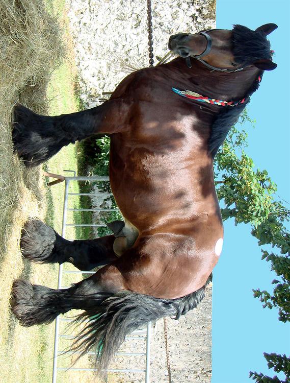 cavallo