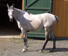 fotografia cavallo