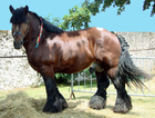 fotografia cavallo