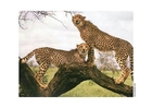 fotografia cheetah