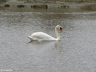 cigno 1