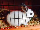 Foto coniglio in gabbia