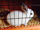 Foto coniglio in gabbia