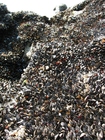 fotografia cozze 1