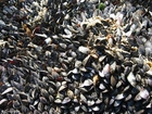 fotografia cozze 2