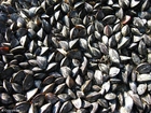 fotografia cozze 3