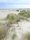 Foto dune