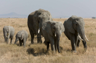 Foto elefanti