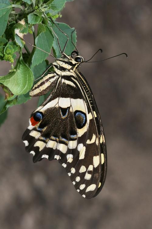 farfalla