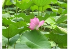 Fior di loto