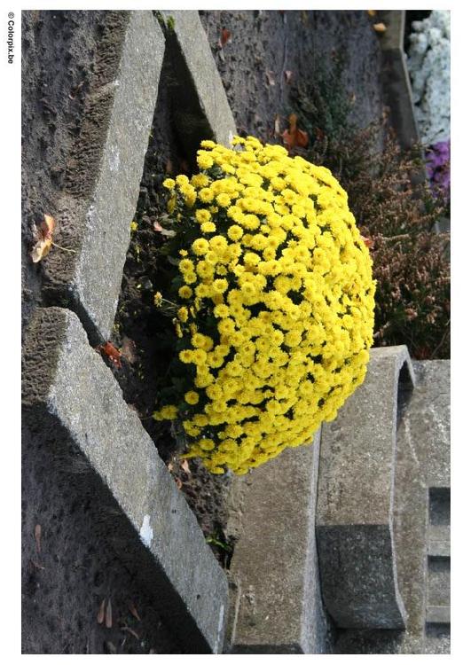 fiori al cimitero