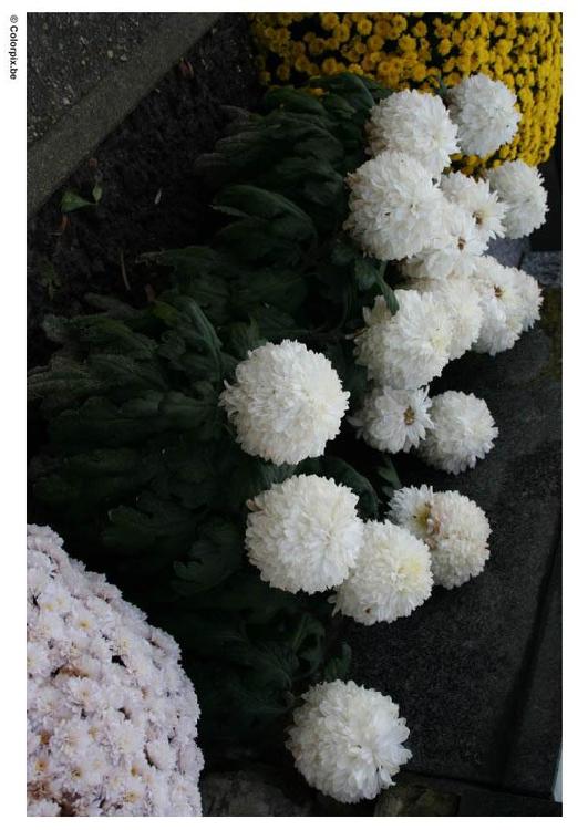 fiori al cimitero