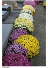 Foto fiori al cimitero