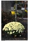 Foto fiori al cimitero