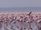 Foto flamingo