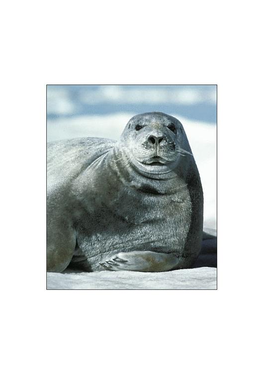 foca barbuta