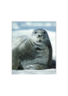 Foto foca barbuta