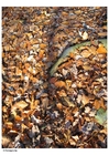 foglie d'autunno