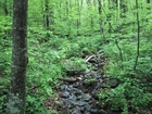 Foto foresta