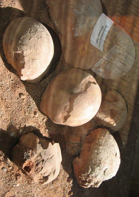 fossili - uova di dinosauro