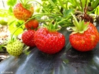 fotografia fragole