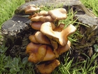 funghi