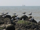 Foto gabbiani 3