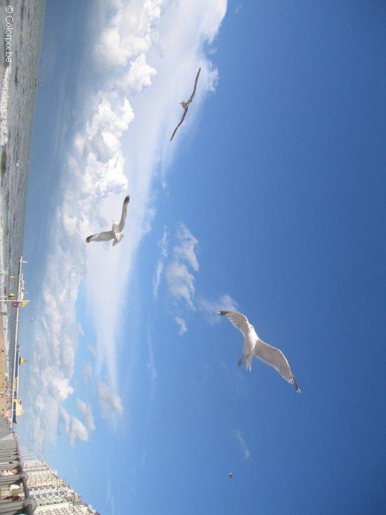 gabbiani sulla spiaggia