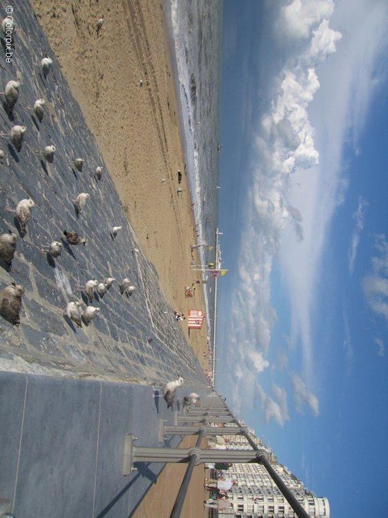 gabbiani sulla spiaggia