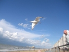 fotografia gabbiani sulla spiaggia