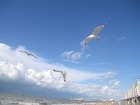 fotografia gabbiani sulla spiaggia