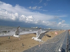 gabbiani sulla spiaggia