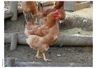 fotografia gallina
