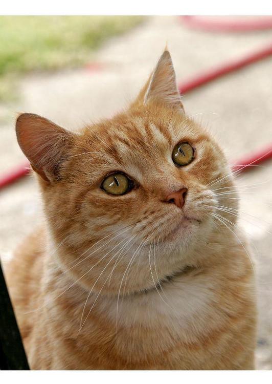 gatto