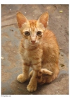 fotografia gatto