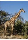 Foto giraffa