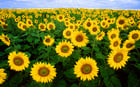 Foto girasoli