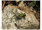 grillo