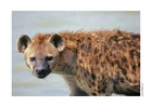 fotografia hyena