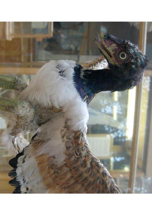 Il primo uccello scoperto (Archaeopteryx)