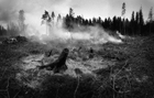 Foto incendi boschivi