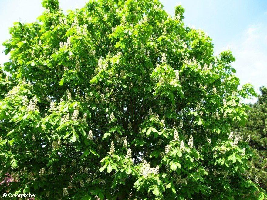 Foto ippocastano in fiore 3 Immagini Da Stampare Gratis Imm. 4964