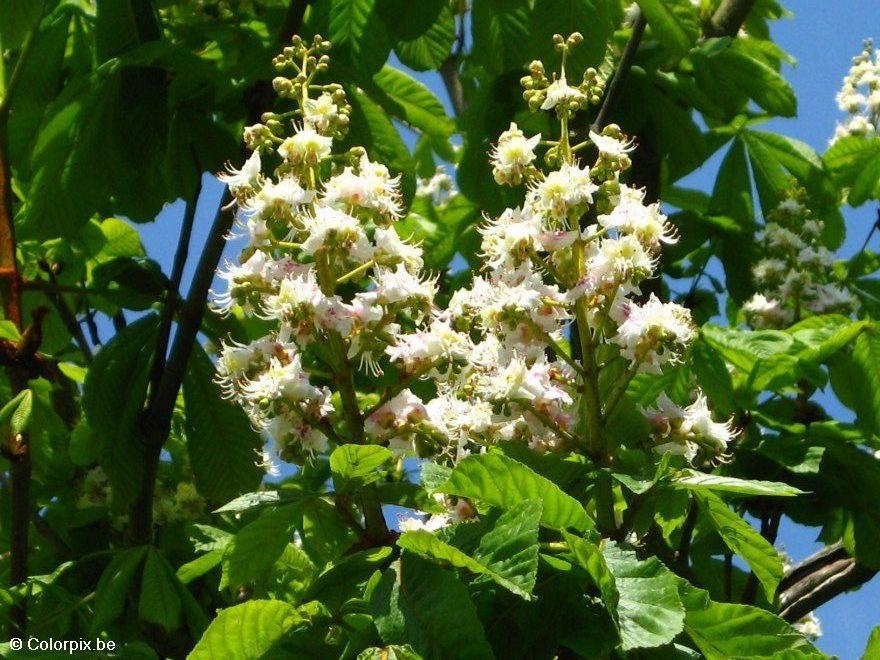 Foto ippocastano in fiore Immagini Da Stampare Gratis Imm. 4810