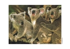 fotografia koala