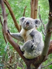 Foto koala