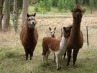 fotografia lama